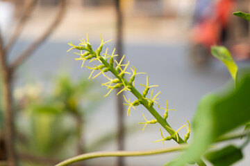 Fototapeta premium Small green flower buds growing on plant stem with blurred background
