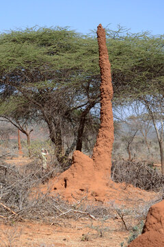 Termite mounds in the Yabello region of Ethiopia can reach great heights.