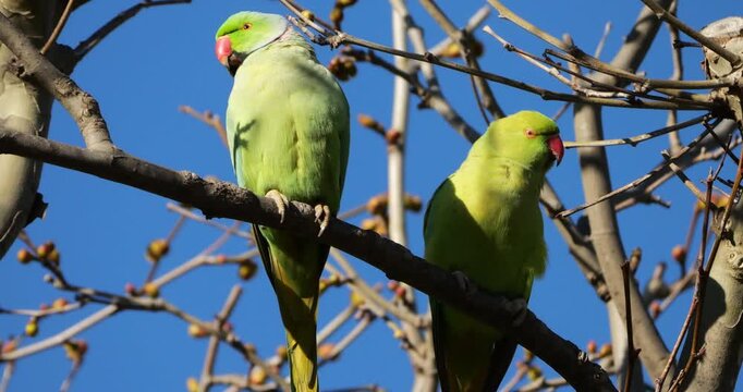 Couple of Rose-ringed parakeets (psittacula krameri), perched on branches, Montpellier, Southern France.