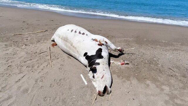 Wild animals drowned in the sea, a dead cow on the sandy beach, a cow killed on the Mediterranean coast, Jijel, Algeria, North Africa. A dead cow on the beach, the death of a cow in Mediterranean sea.