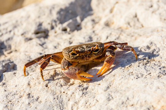 Freshwater river crab (Potamon ibericum) on the stone