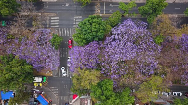 Aerial drone shot of beautiful purple jacaranda trees blooming along a city street.