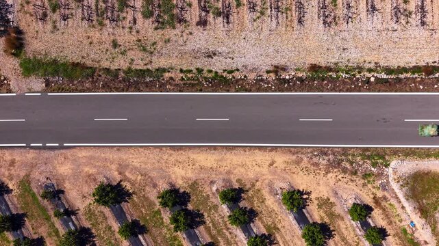 Top-down aerial of a passenger car traveling along a two-lane rural road bordered by orchards, showing lane markings, road shoulders and agricultural parcel layout in Spain