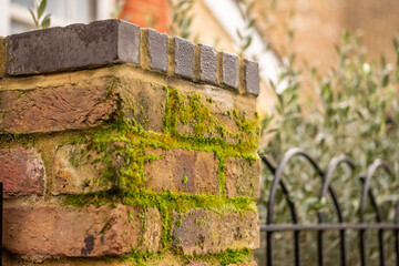 Close-up of moss growing on a brick garden wall with visible moisture and aging texture on a residential property exterior.