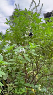 Bee Pollinating Leaves and Flowers in Garden - Abelha polinizando folhas e flores no jardim