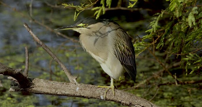 Black Bittern in morning light seen at Bharatpur Bird Sanctuary, Rajasthan,India