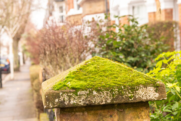 Close-up of moss growing on a brick garden wall with visible moisture and aging texture on a residential property exterior.