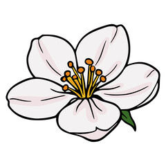 Obraz premium Simple White Flower Vector Illustration with Yellow Stamens and Green Leaf