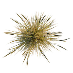 Obraz premium Ammophila brevilugatta tree plan, top view, cutout, transparent background, isolate, Golden Wheat Field with Ripe Grain - Agriculture Landscape