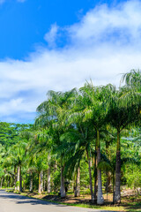 Obraz premium モーリシャスで眺めるとても美しい緑の風景A beautiful green landscape in Mauritius