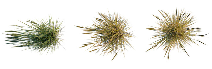 Ammophila brevilugatta tree plan, top view, cutout, transparent background, isolate, Golden Wheat...