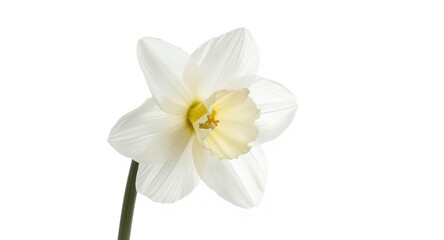Fototapeta premium Fresh white daffodil flower isolated on a bright spring white background