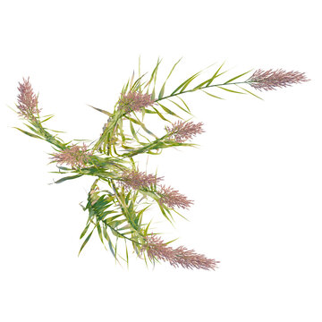 Arundo donax tree plan, top view, cutout, transparent background, isolate, Delicate lavender flowers in a field, close-up, floral pattern, springtime beauty