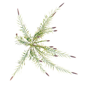 Arundo donax tree plan, top view, cutout, transparent background, isolate, Delicate sprig of wheat, field harvest, golden ears, rustic texture, autumn season, natural food