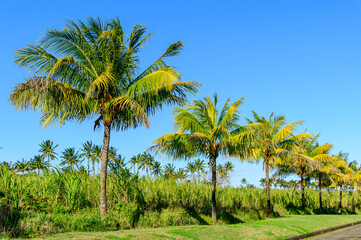 Naklejka premium モーリシャスで眺めるとても美しい緑の風景A beautiful green landscape in Mauritius