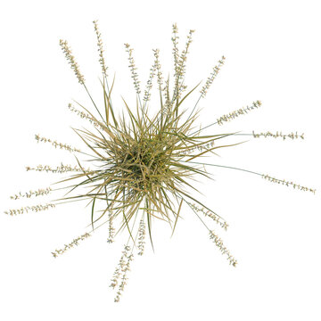 Bouteloua curtipendula tree plan, top view, cutout, transparent background, isolate, Delicate fern fronds, a captivating display of nature's intricate beauty, perfect for botanical themes.