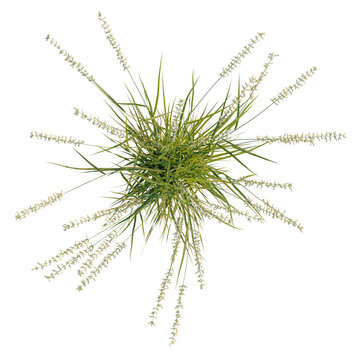 Bouteloua curtipendula tree plan, top view, cutout, transparent background, isolate, Delicate sprig of green fern isolated on a dark background, nature and botanical detail.