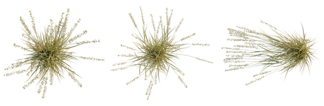 Bouteloua curtipendula tree plan, top view, cutout, transparent background, isolate, Delicate dry grass texture, a rustic element for natural backgrounds, organic design, seasonal decor