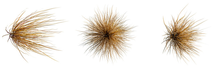 Obraz premium Carex buchananii tree plan, top view, cutout, transparent background, isolate, Delicate Ornamental Grasses, Lush Greenery, Natural Texture, Botanical Elements, Detailed Close-Up