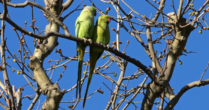 Couple of Rose-ringed parakeets (psittacula krameri), perched on branches, Montpellier, Southern France.