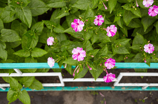 Marvel of Peru (Mirabilis jalapa) flowers at garden. A perennial Nyctaginaceae native to tropical America. It blooms from around 4pm, so it's called the 'Four o'clock flower'.