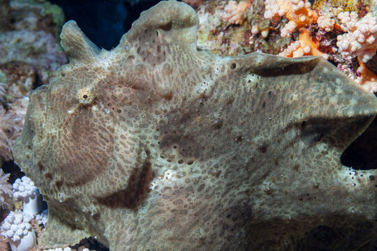 Egypt, Taba, Frogfish (Antennarius, sp.)