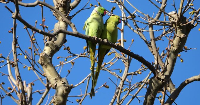 Couple of Rose-ringed parakeets (psittacula krameri), perched on branches, Montpellier, Southern France.