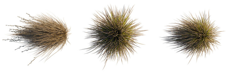 Chionochloa rubra tree plan, top view, cutout, transparent background, isolate, Detailed close-up of a dried ornamental grass stalk with natural texture, nature macro © DH Tree Stock