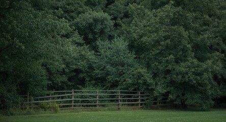 Obraz premium gentle natural setting with dense trees and a weathered wooden fence