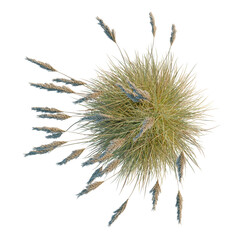 Cortaderia selloana tree plan, top view, cutout, transparent background, isolate, Golden Wheat Field Harvest Season Rural Landscape Agriculture Food Background © DH Tree Stock