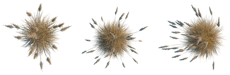 Cortaderia selloana tree plan, top view, cutout, transparent background, isolate, Golden wheat field landscape, rural farmland scenery, harvest season, agriculture, nature background © DH Tree Stock