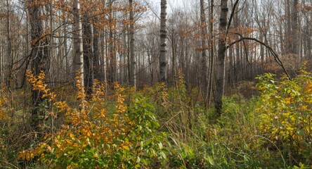 Fototapeta premium Natural woodland vegetation illustrating plant biodiversity and seasonal shifts