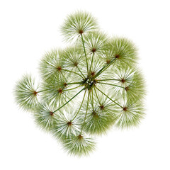 Obraz premium Cyperus papyrus tree plan, top view, cutout, transparent background, isolate, Delicate fern fronds close-up, showcasing intricate details and natural beauty for botanical design.
