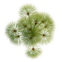 Obraz premium Cyperus papyrus tree plan, top view, cutout, transparent background, isolate, Delicate snowdrop flower close-up, springtime floral background, botanical illustration, nature beauty