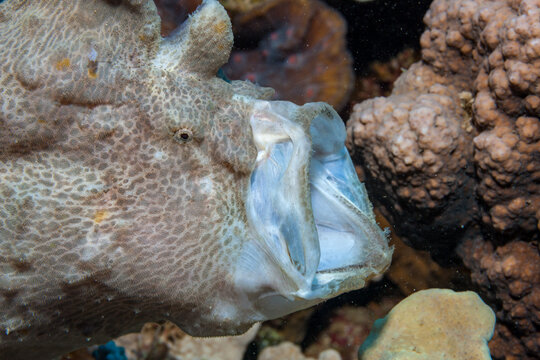 Egypt, Taba, Frogfish (Antennarius, sp.)