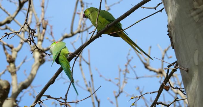 Couple of Rose-ringed parakeets (psittacula krameri), perched on branches, Montpellier, Southern France.