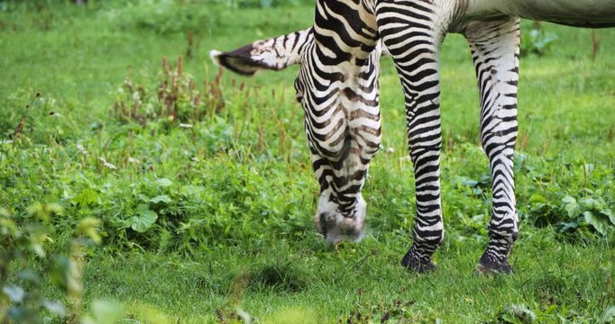Zebra eating grass close-up