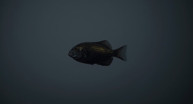 A black seabream swimming in deep ocean waters with a muted grey background