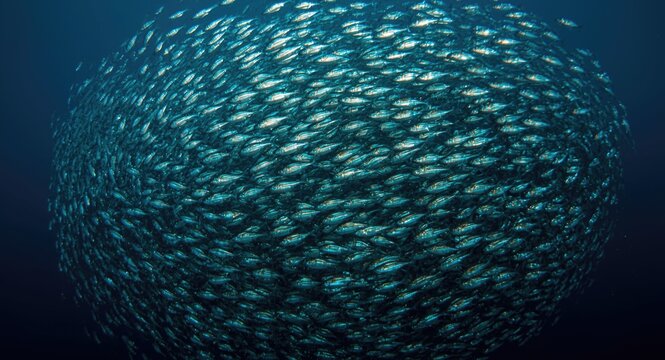 Focused close up of sardine fish forming a dense school in dark blue waters