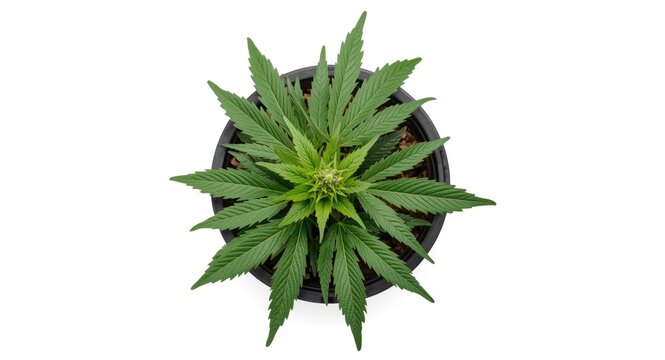 Cannabis Ruderalis" Images  Browse 1,249 Stock Photos, Vectors, and Video  | Adobe Stock