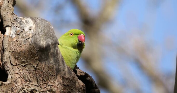 Female Rose-ringed parakeet (psittacula krameri), nesting in a Platanus tree, Montpellier, Southern France.