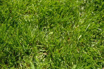 Obraz premium Vibrant green lawn in a lush meadow under bright daylight.