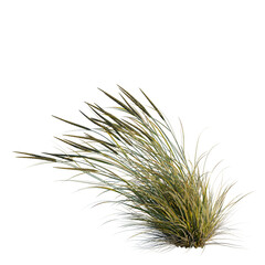 Obraz premium Ammophila brevilugatta tree, elevation, front view, cutout, transparent background, isolate, Close-up of a wheat stalk with golden grain, natural harvest, agriculture, food