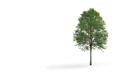Obraz premium single tall tree standing prominently on a clean white backdrop with copy space