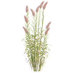 Fototapeta premium Arundo donax tree, elevation, front view, cutout, transparent background, isolate, Close-up of lush green grass stalks, vibrant foliage, natural texture, detailed botanical illustration