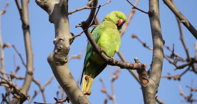 Female Rose-ringed parakeet (psittacula krameri), perched on branches, Montpellier, Southern France.