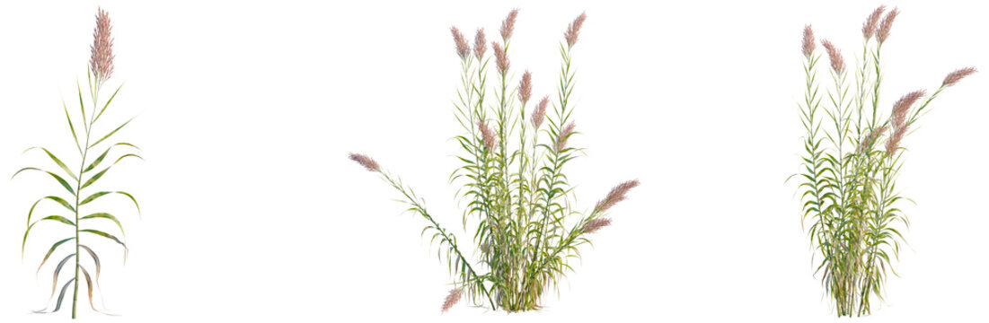 Arundo donax tree, elevation, front view, cutout, transparent background, isolate, Detailed image of tall grass, beautiful green stalks, nature background, landscape, field