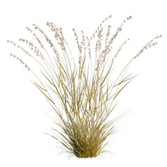 Fototapeta premium Bouteloua curtipendula tree, elevation, front view, cutout, transparent background, isolate, Detailed close-up of dry golden wheat stalks, studio shot for agricultural imagery