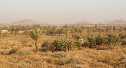 Naklejka premium Expansive desert landscape featuring date palms in sustainable arid farming for organic food