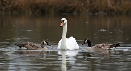 Fototapeta premium Full length view of a joyful pet swan playing with companion geese on still water in rural tranquility